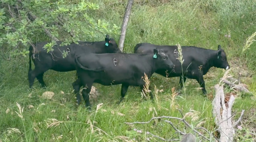 90 - 1000# Black and Baldy Bred heifers; March to early May calvers! BH708A5 - Wyoming